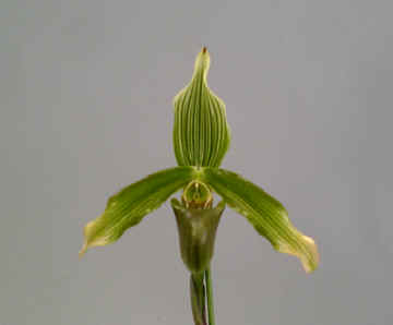 洋蘭.JP パフィオ原種セレクト Paphiopedilum Species Select